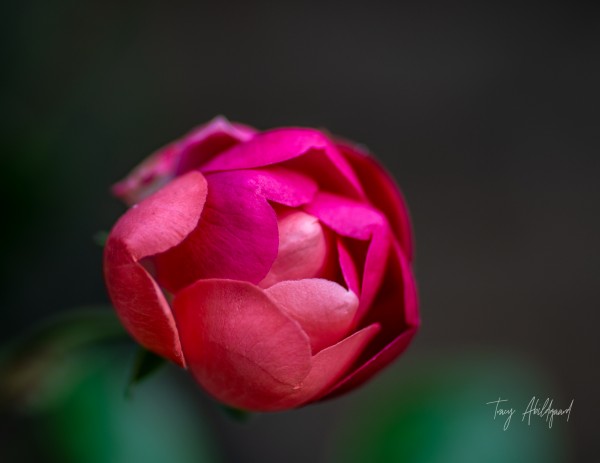 Budding rose   Hi Res    by Tracy Abildgaard